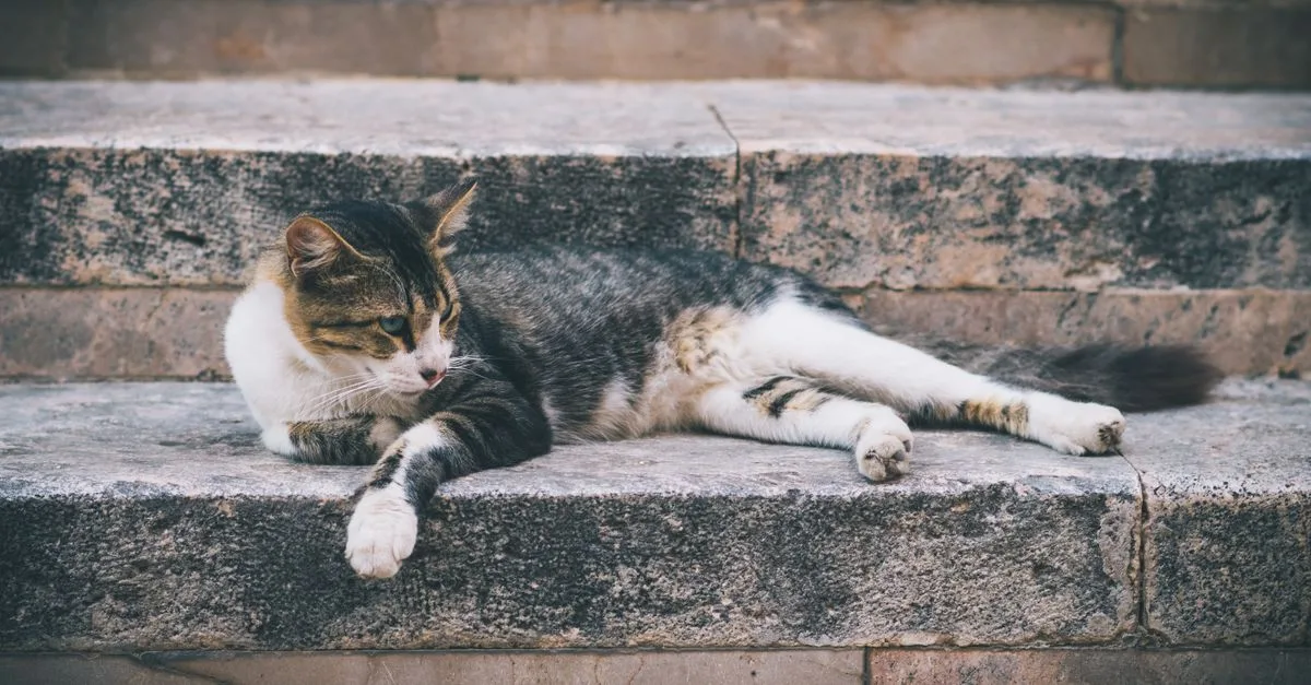 découvrez des conseils pratiques pour une cohabitation harmonieuse entre vos chats et profitez d'un foyer paisible et équilibré.