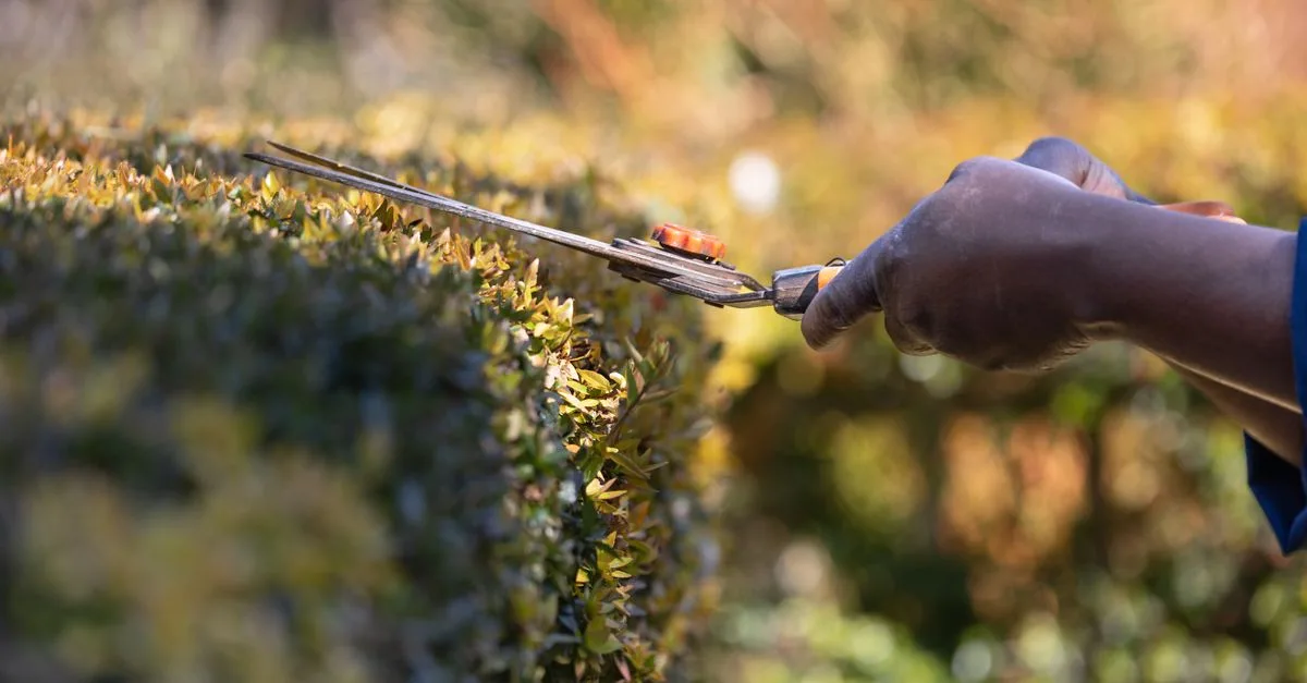 découvrez les meilleures techniques d'élagage pour entretenir vos arbres et arbustes, favoriser leur croissance et assurer leur santé.