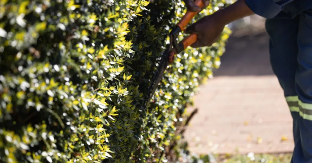 découvrez les meilleures techniques d'élagage pour entretenir vos plantes et arbres, favoriser leur croissance et préserver leur santé.